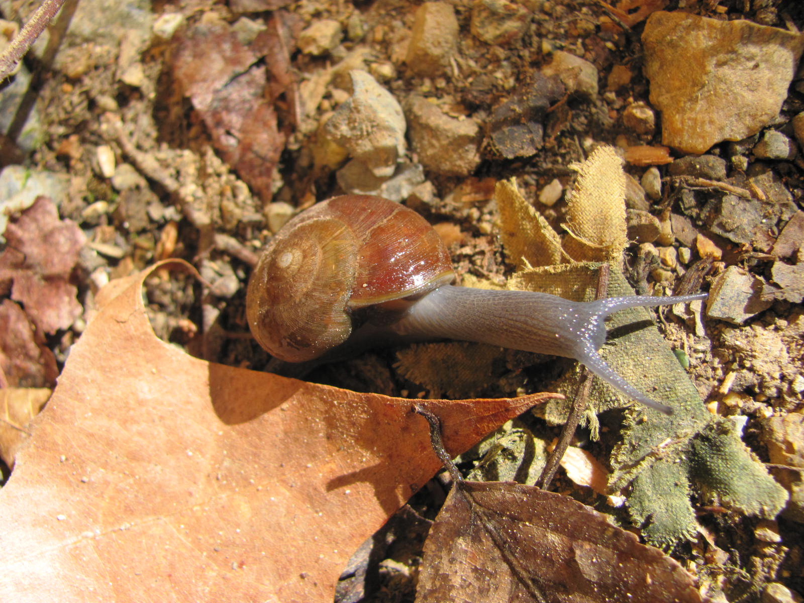 a brown snail sitting on top of a leaf on the ground