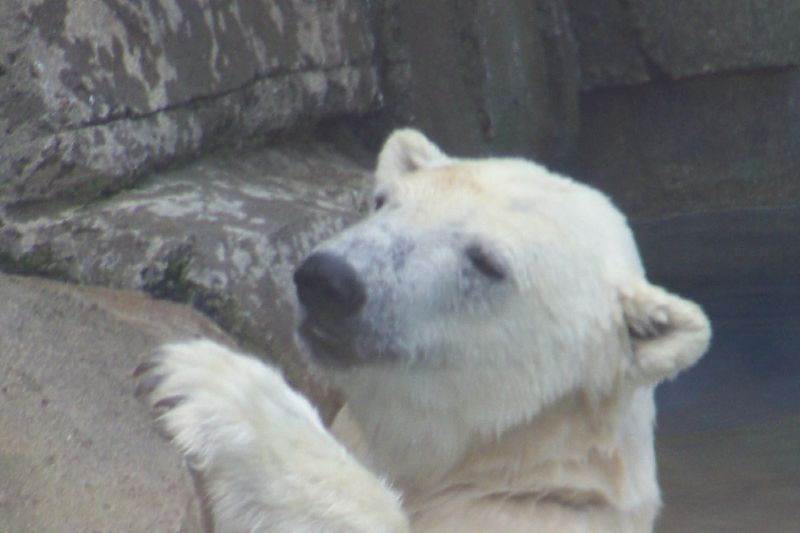 a polar bear is sitting on its hind legs
