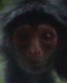 a blurry po of a monkey, head and neck
