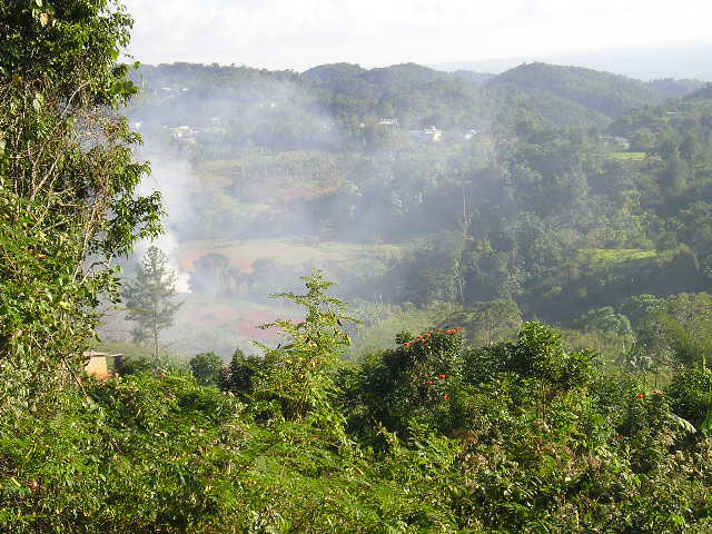 view of a lush green and forested area on a hill