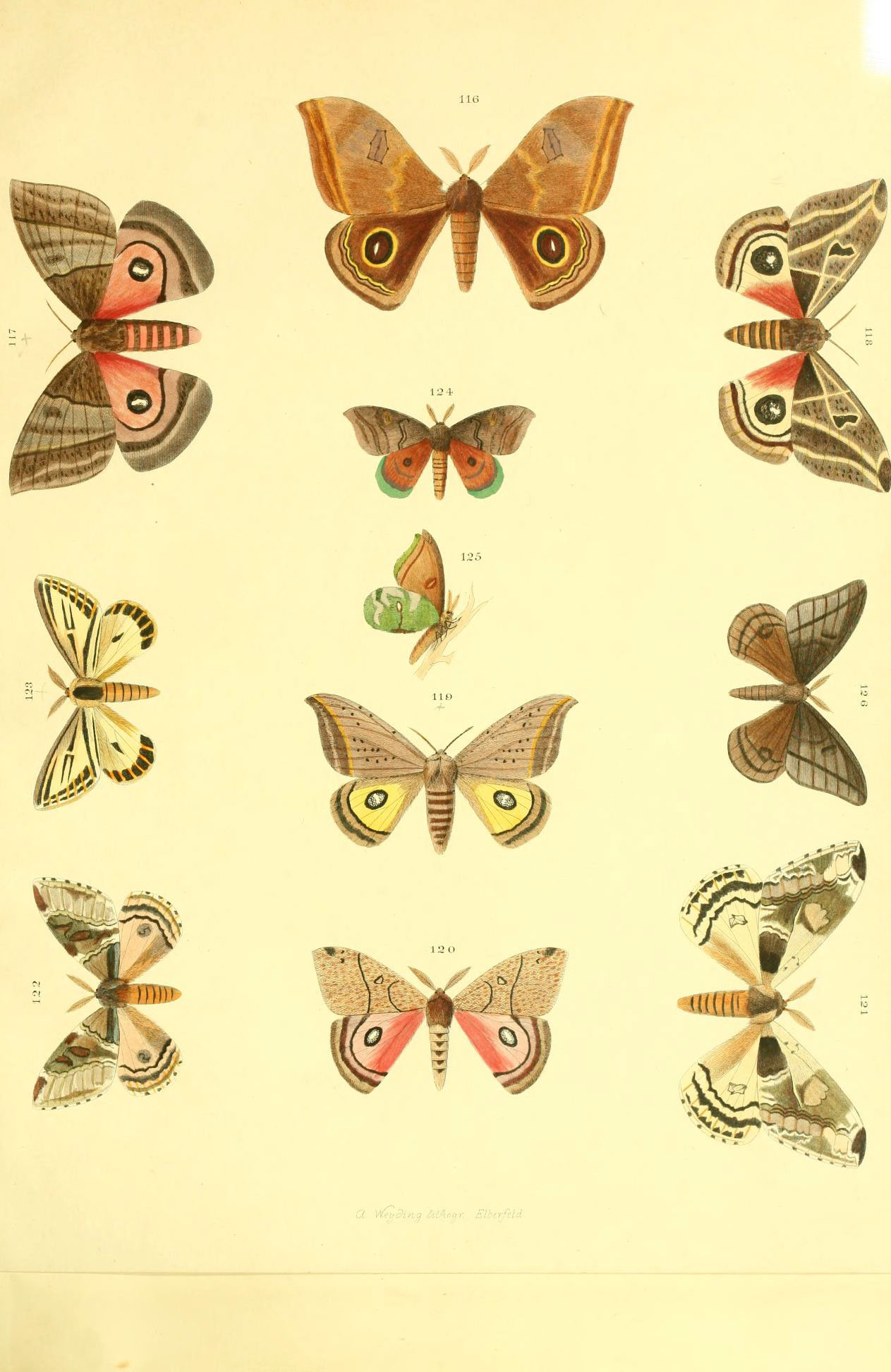 various moths are arranged on the table