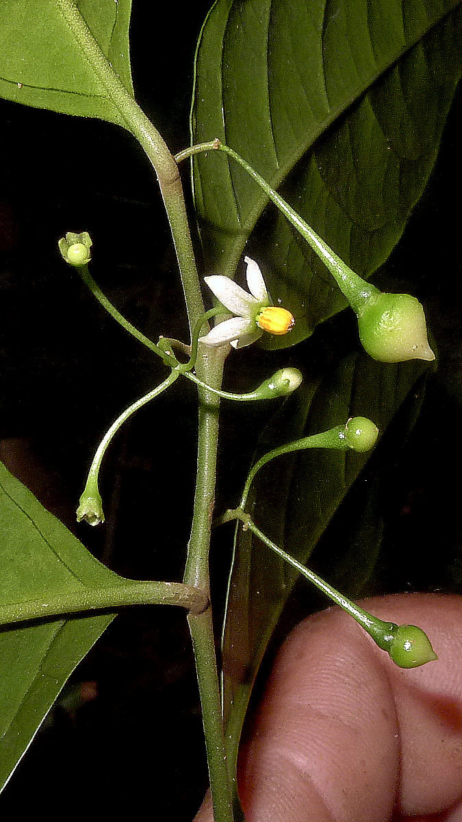 someone is holding a green and white flower with buds