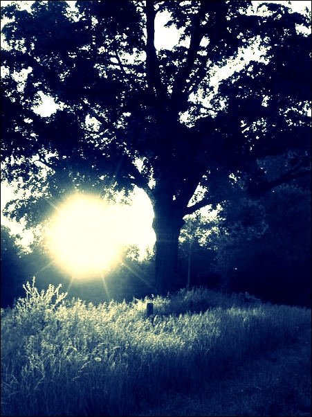 the sun is shining through the trees above the grass