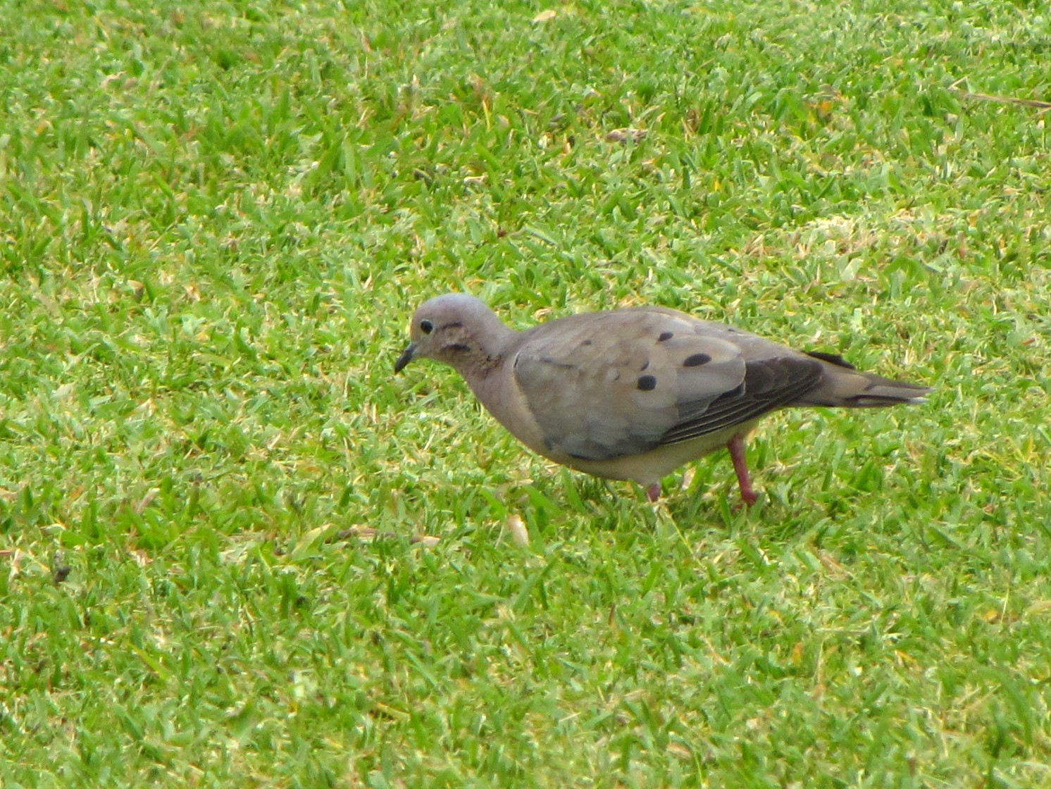 a bird standing in the grass looking for food