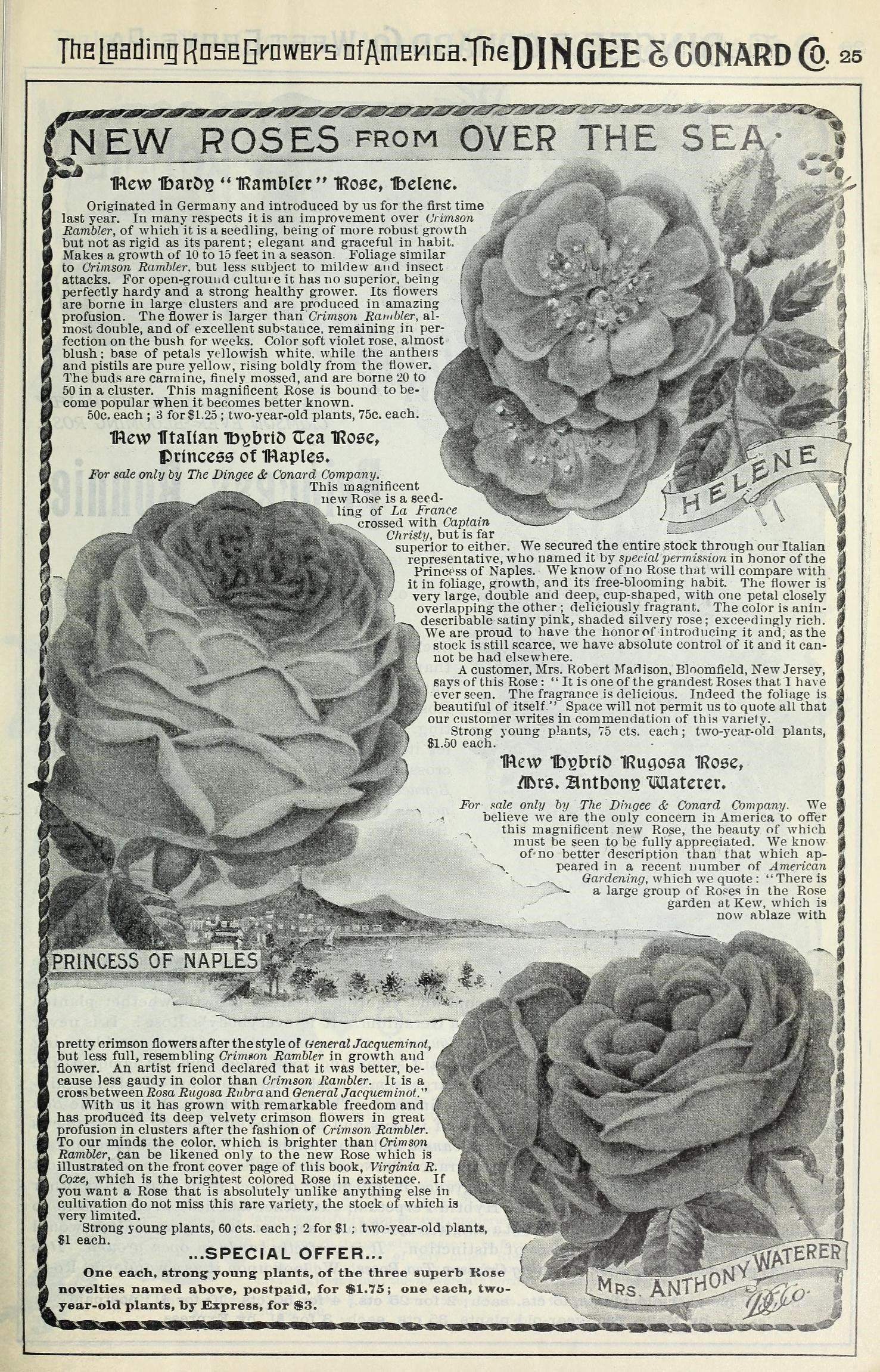 a page in a book, with a flower and two flowers
