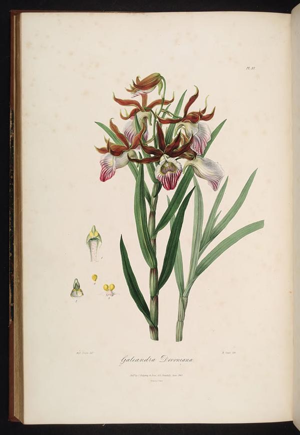 an antique illustration of several flowers, including orchids
