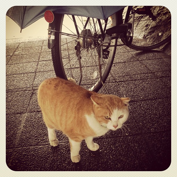 a yellow and white cat sitting by a bicycle