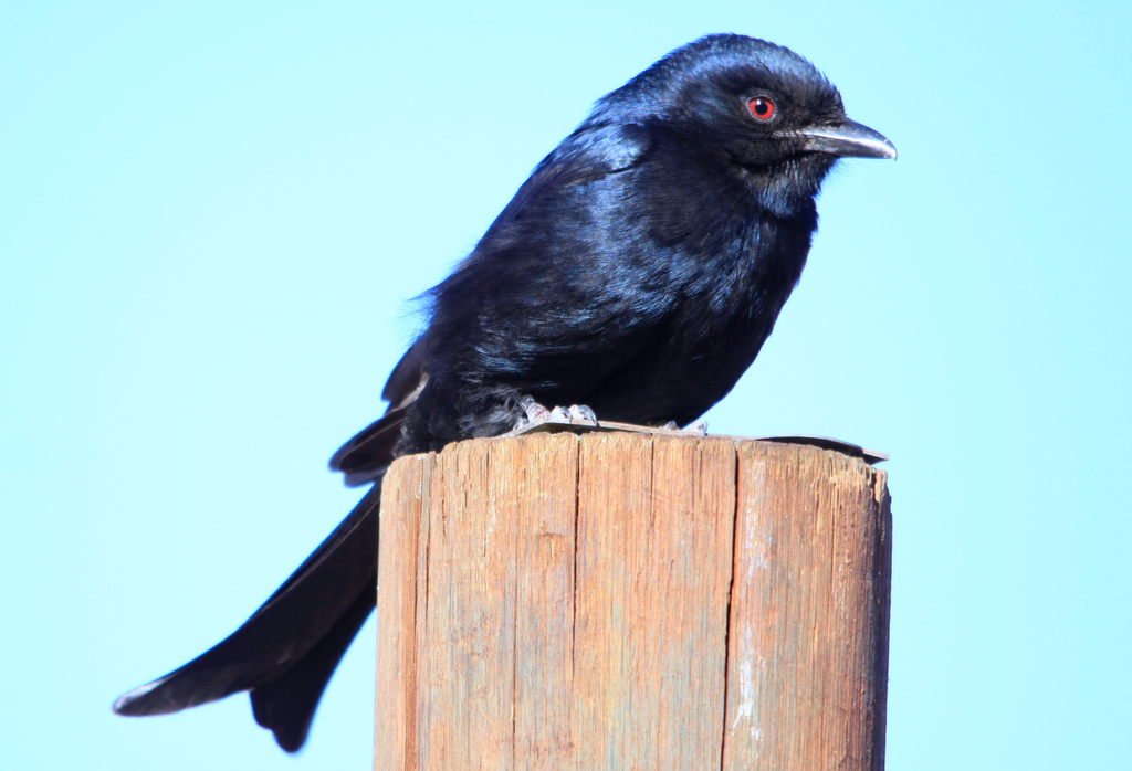 a black bird sitting on top of a wooden post