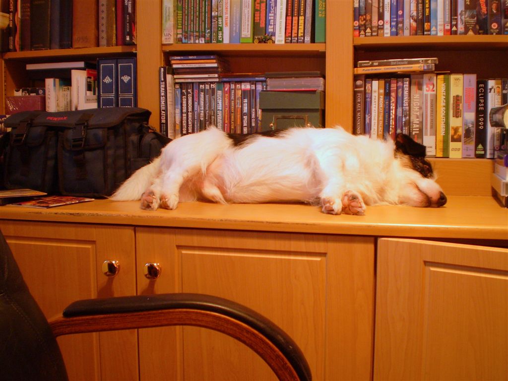 a white dog laying down on a wood shelf