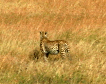 the young cheetah is walking through a tall grassy field