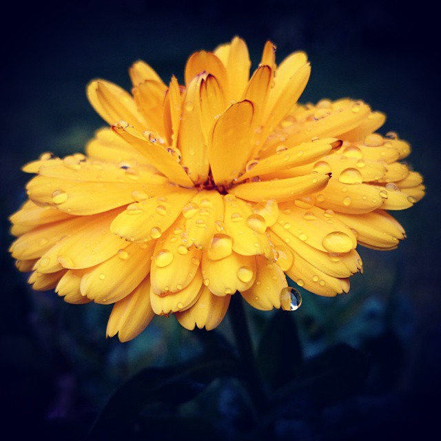 a bright yellow flower with rain drops in the air