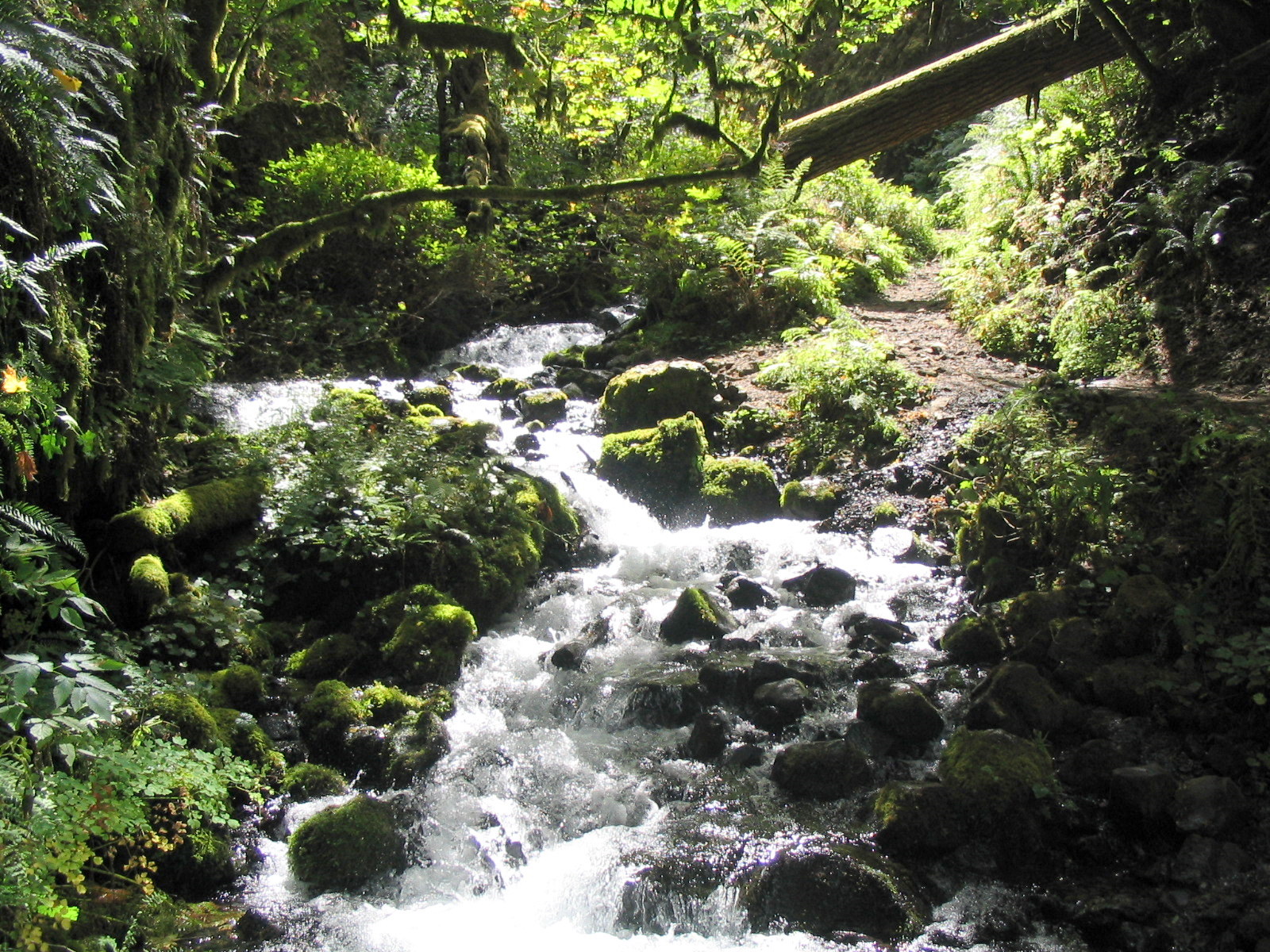 this is a stream running through a tree filled forest