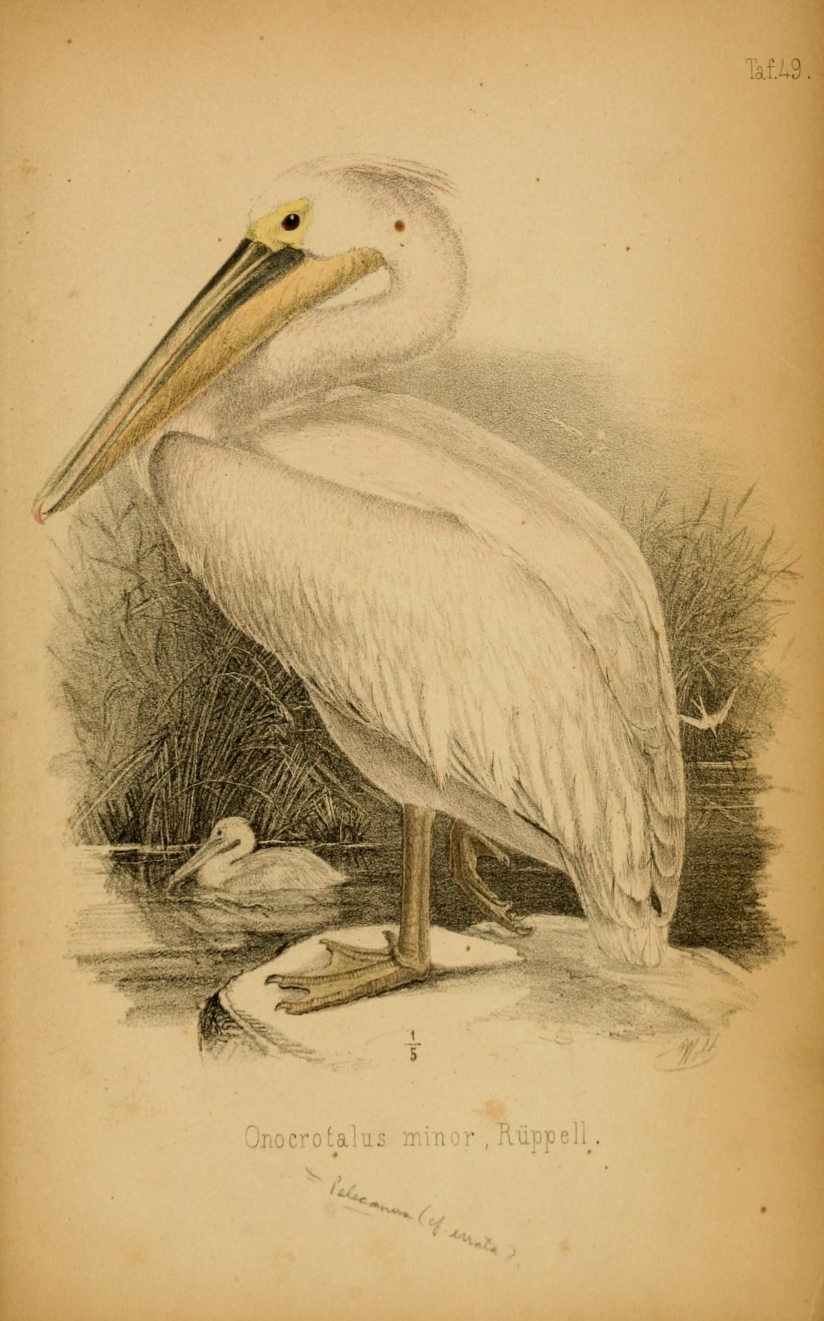 an old drawing of a white pelican sitting on the ground
