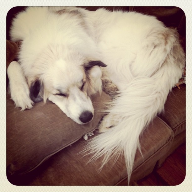 white fluffy puppy sleeping on a sofa cushion