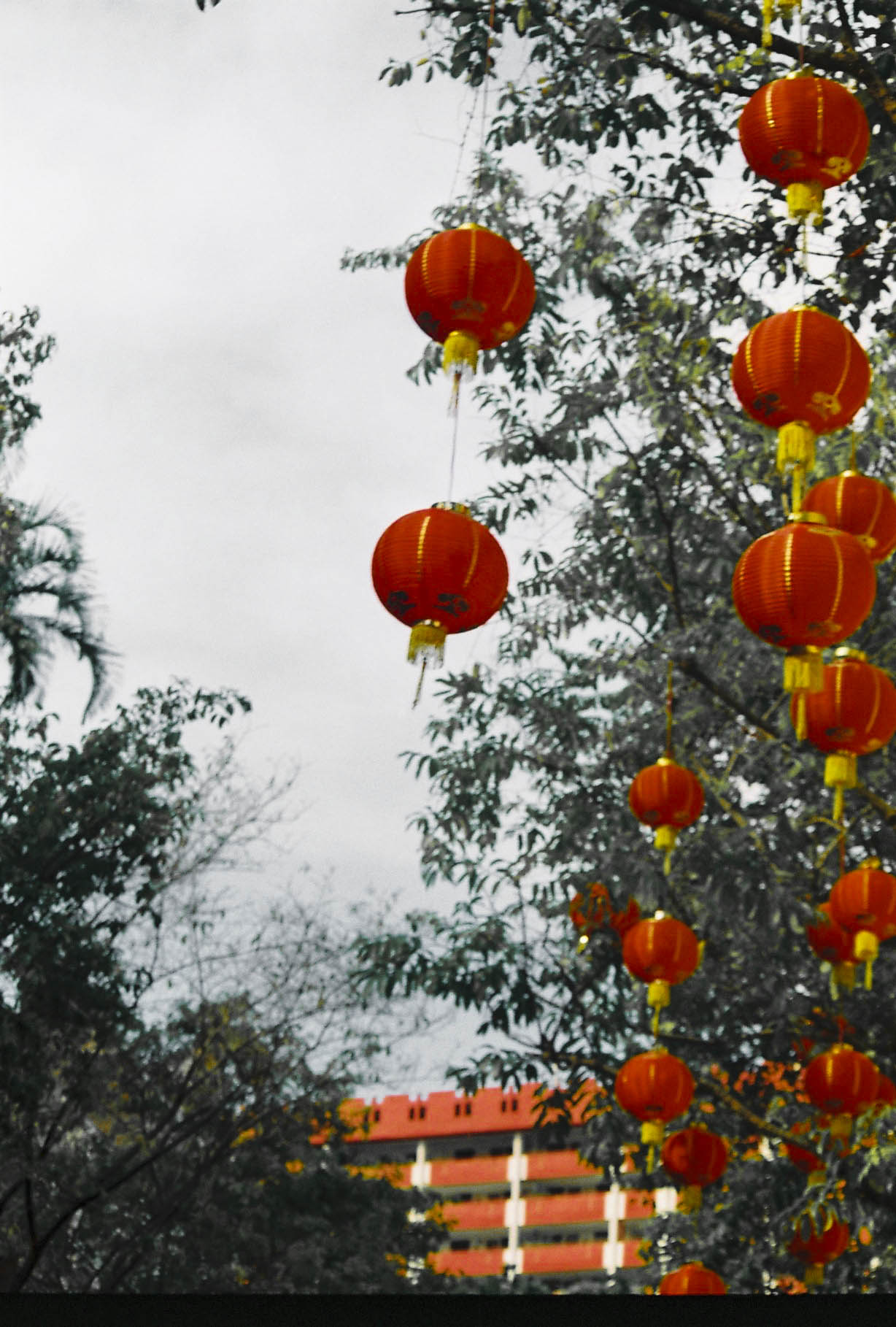 bright orange chinese lanterns hang from a tree
