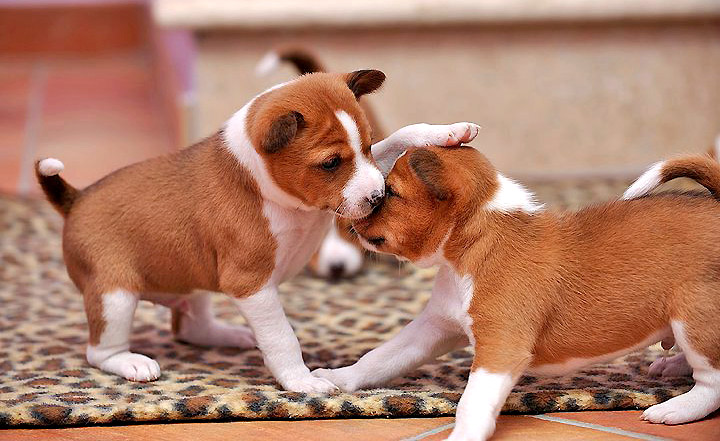 two small brown and white puppies playing with each other