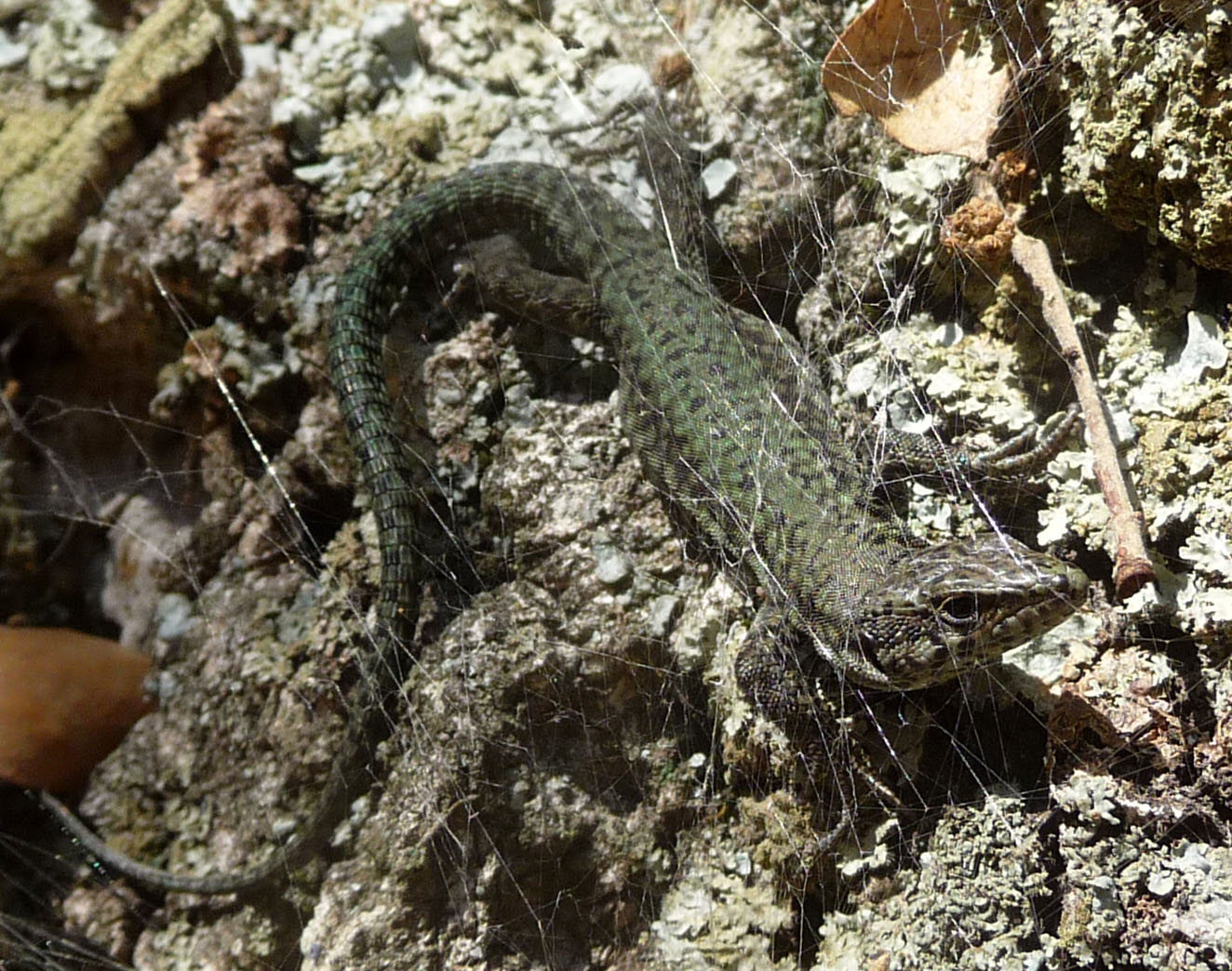 an lizard is standing on a rock near a small bird