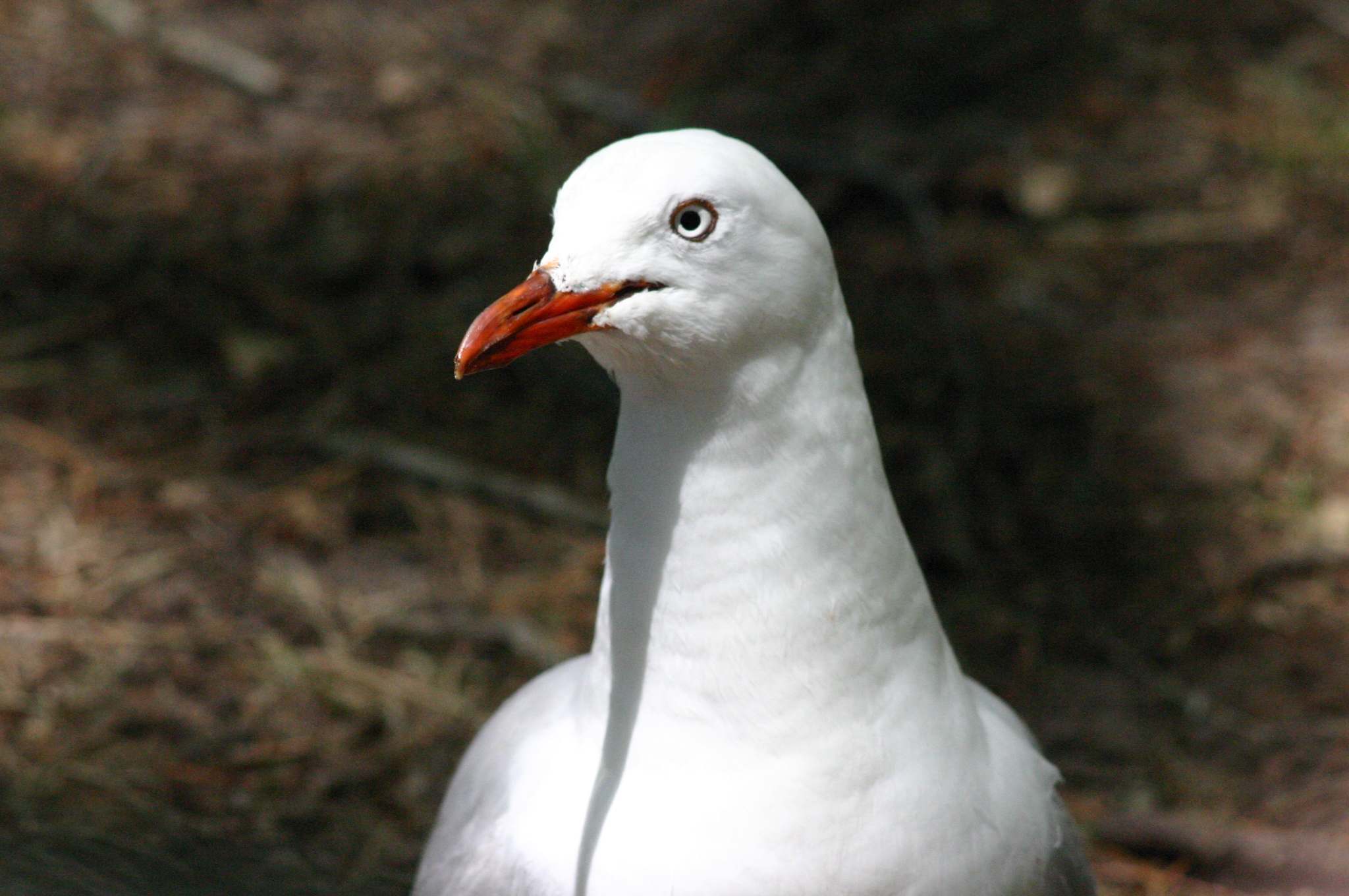 a white duck looking to its left