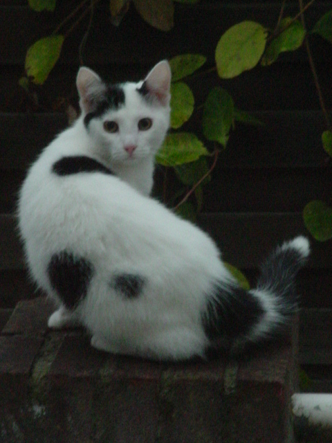 black and white cat sitting on the steps