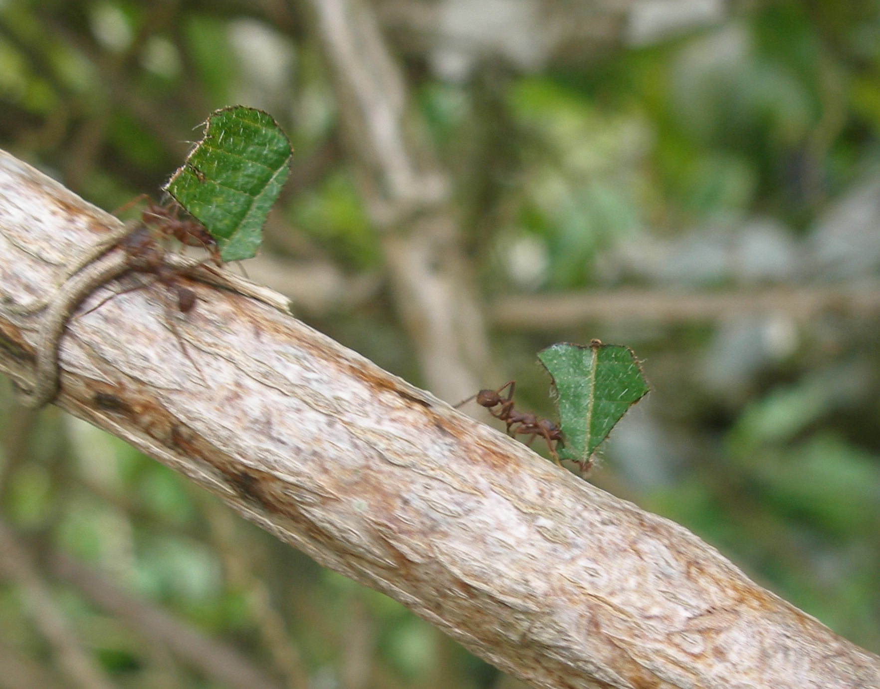 two small green bugs on a thin thin nch