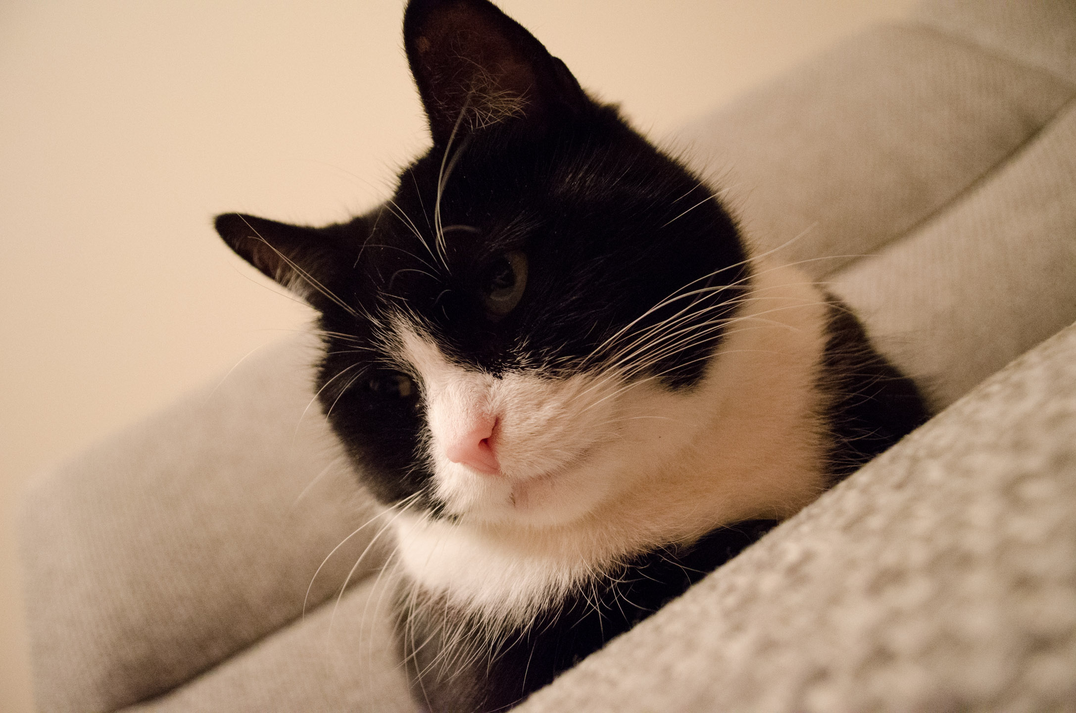 a close up po of a black and white cat looking to its left