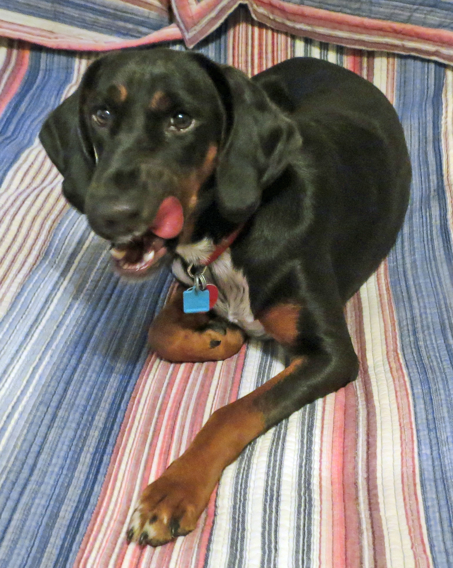 a brown and black dog laying on top of a bed