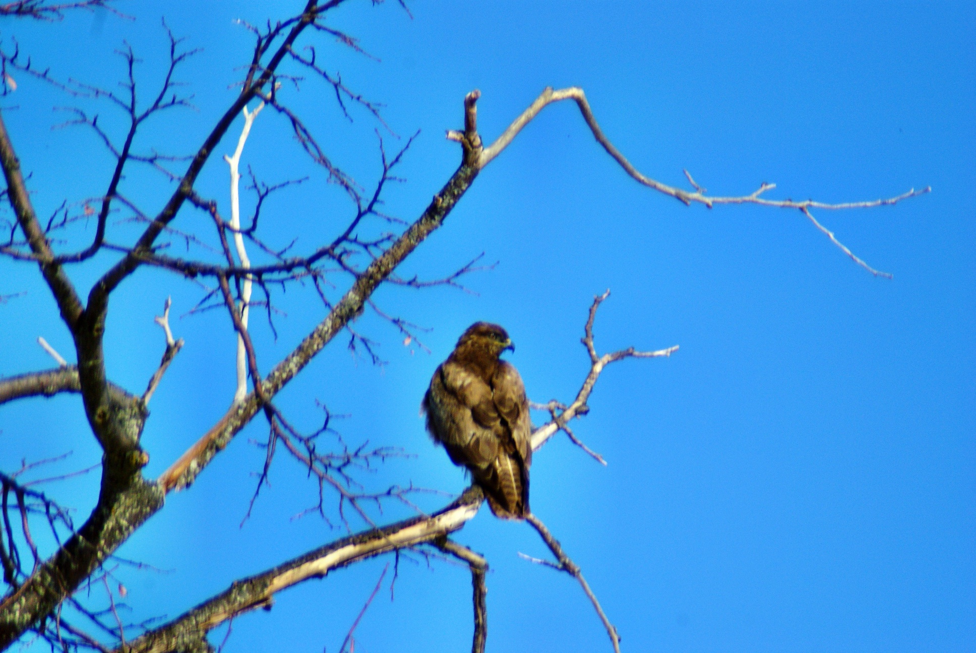 a bird perched on top of a tree nch