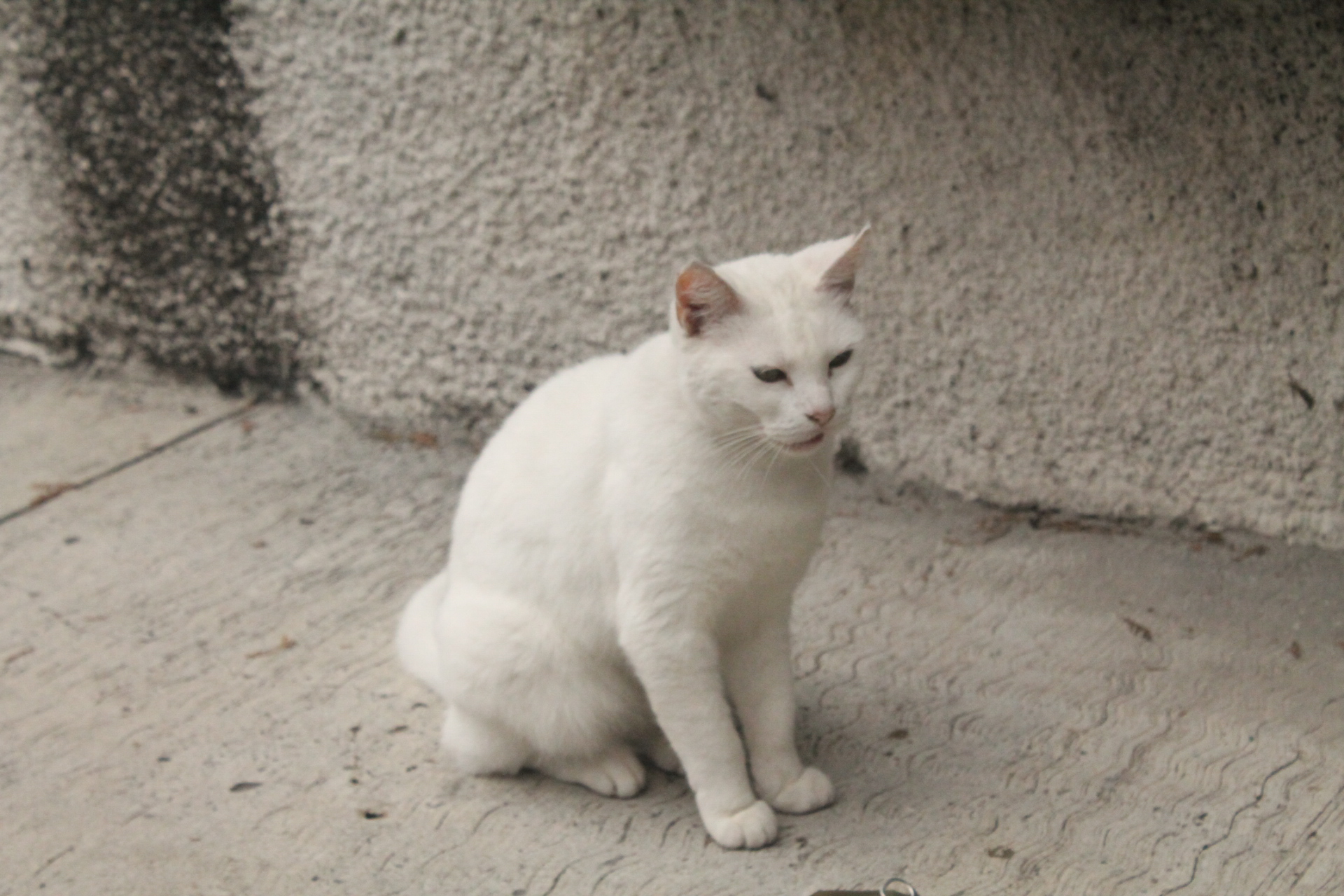 a white cat sitting in the corner of a concrete wall