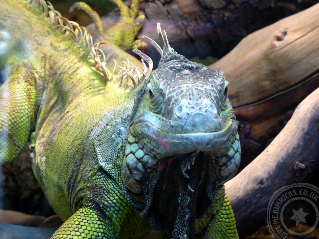 iguanas standing near a bunch of trees near the rocks