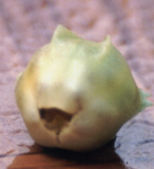 an ugly looking fruit is sitting on a surface