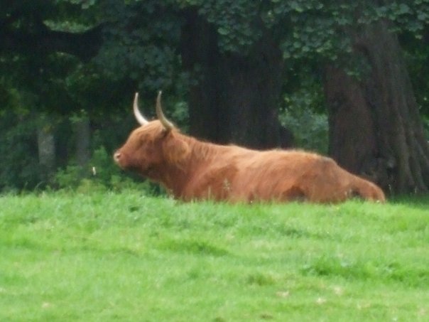 a cow lying in a grassy field next to some trees