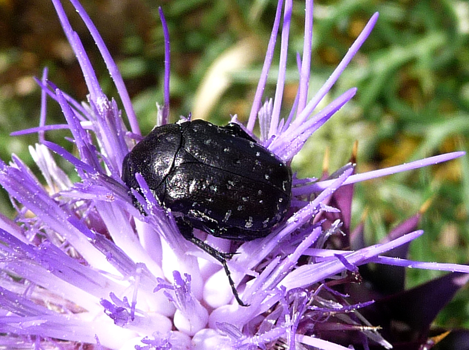 a close - up of a large black beetle resting on an purple flower