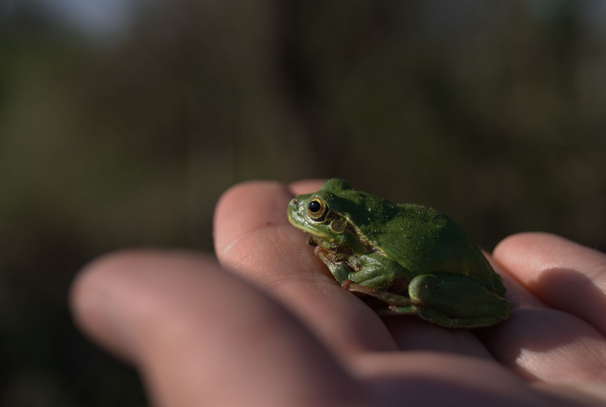 a green frog sitting on top of someone's hand