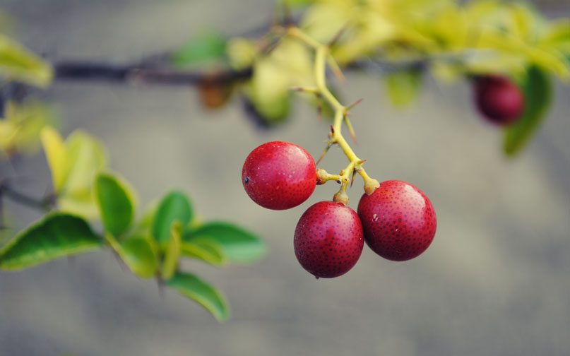 a tree that has a bunch of red berries hanging from it