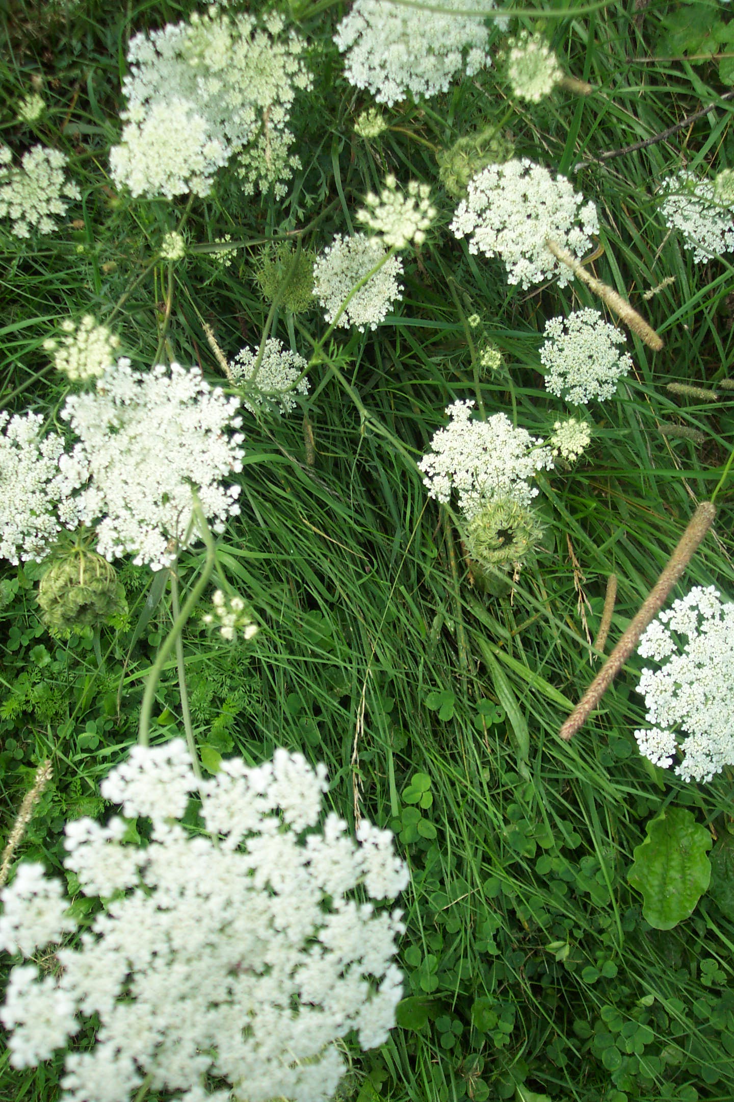 a couple of white flowers that are on some grass