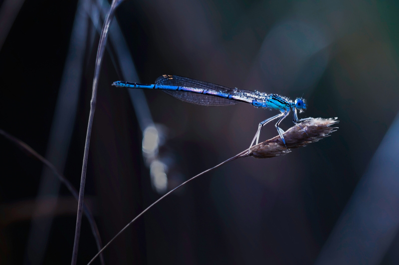 a large blue dragonfly on the tip of a plant