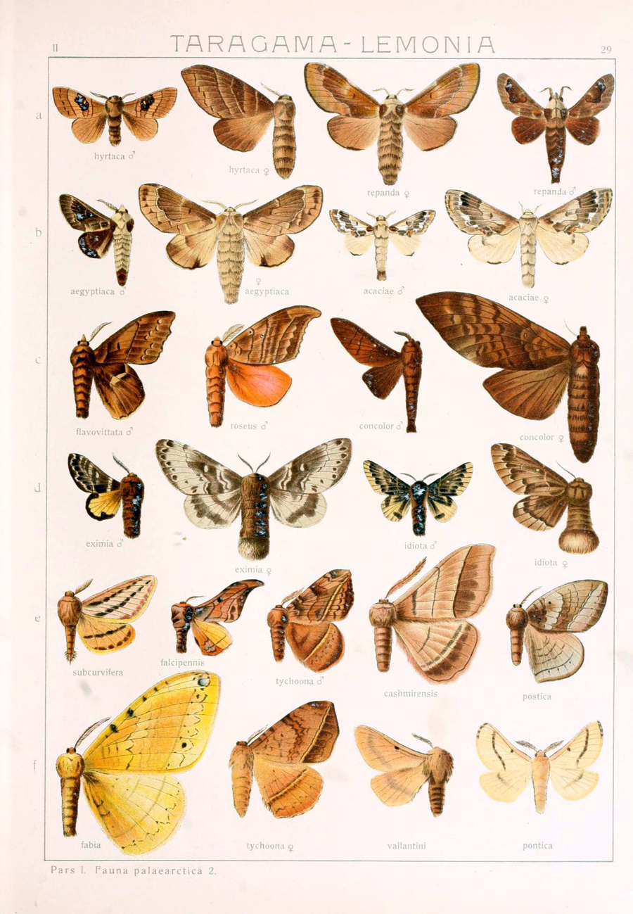 a diagram of erflies of different colors and sizes