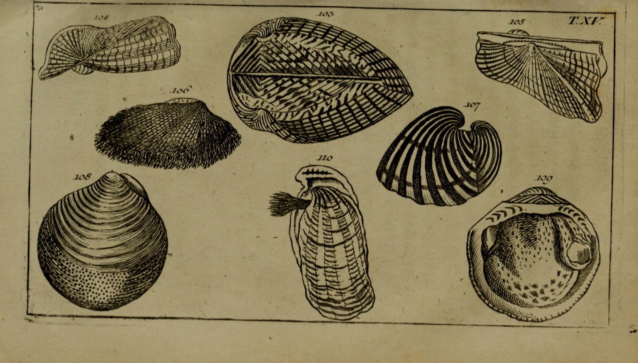 this illustration depicts shells in different stages of growth