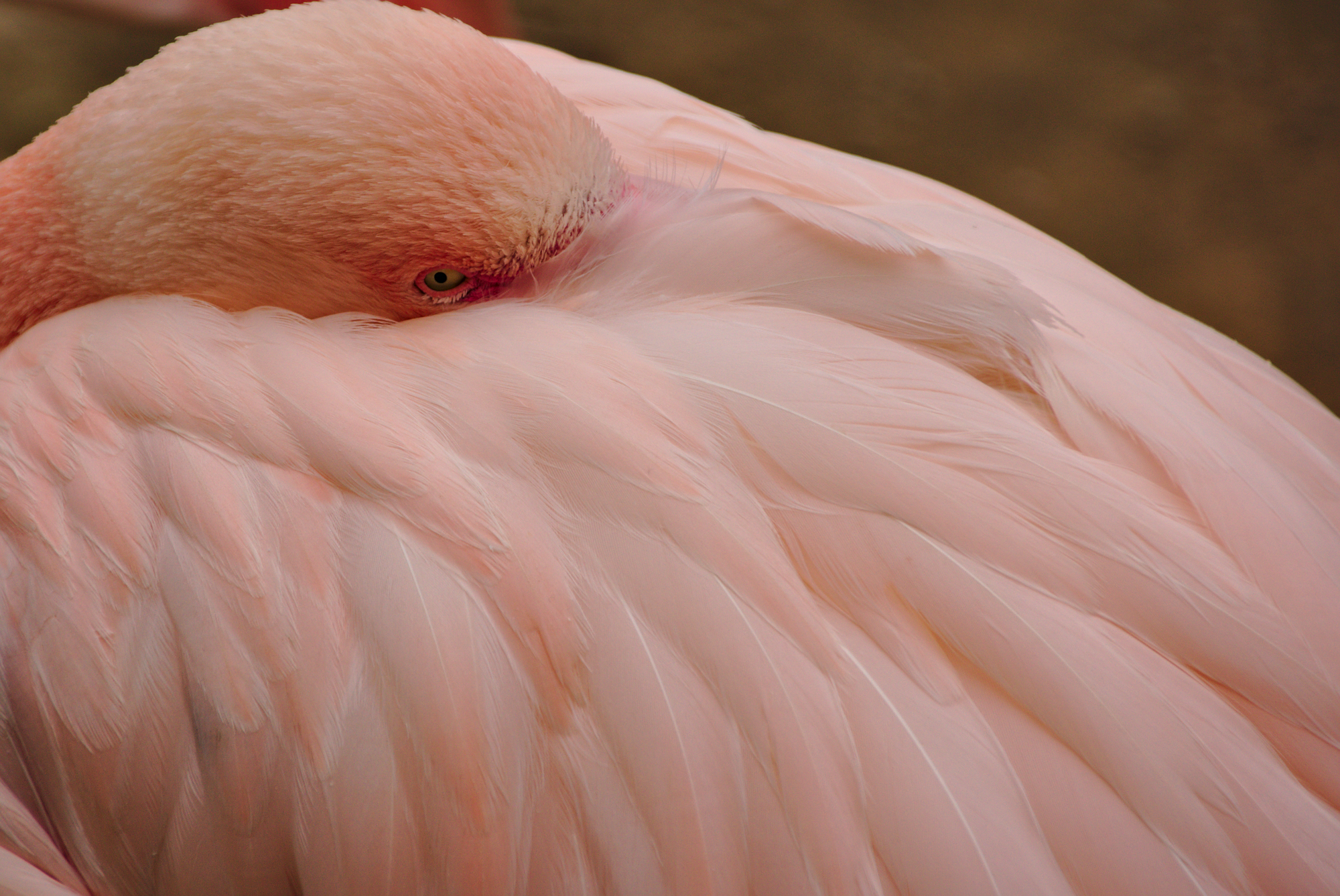 a large pink bird with pink feathers and a white head