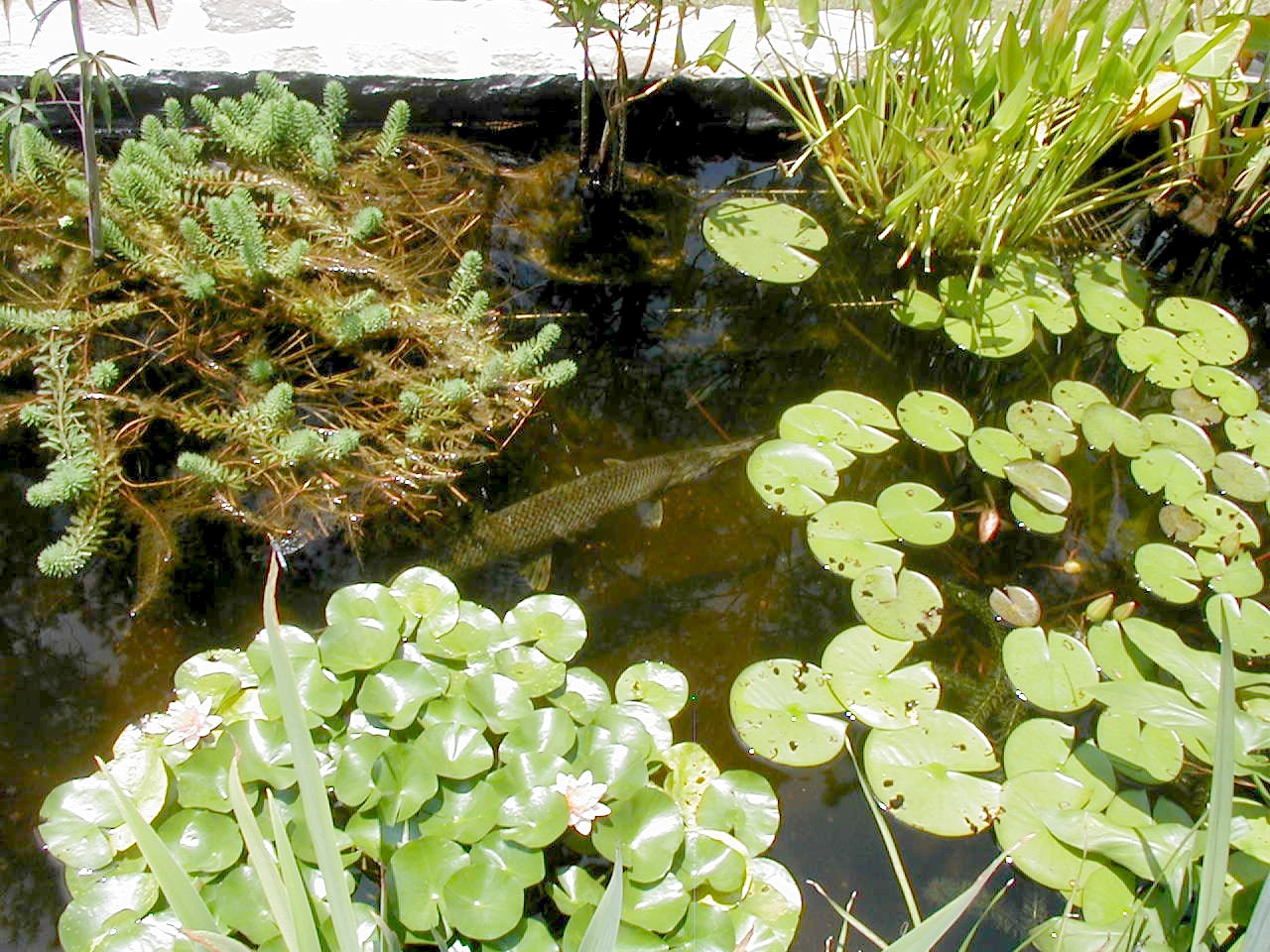 a pond with plants, a rock and a fish