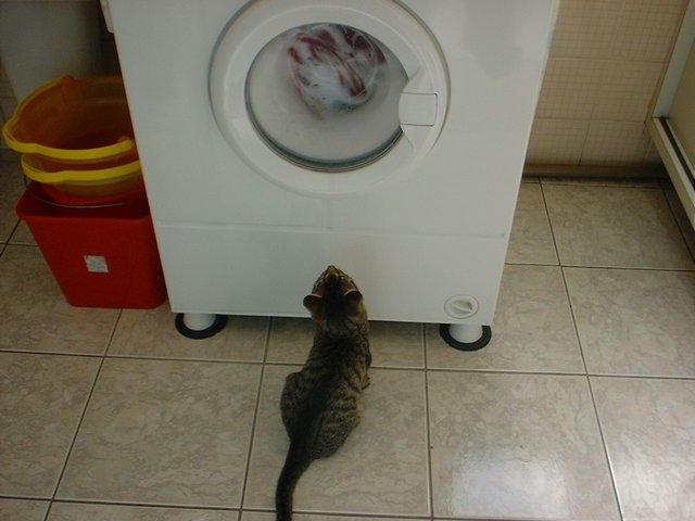 the cat is looking inside of the dryer