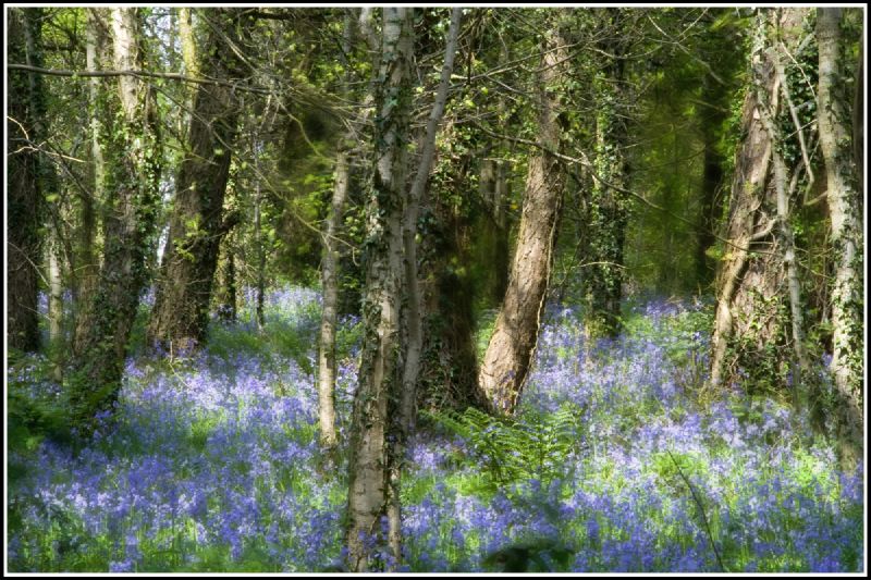 a group of trees with blue flowers in the woods