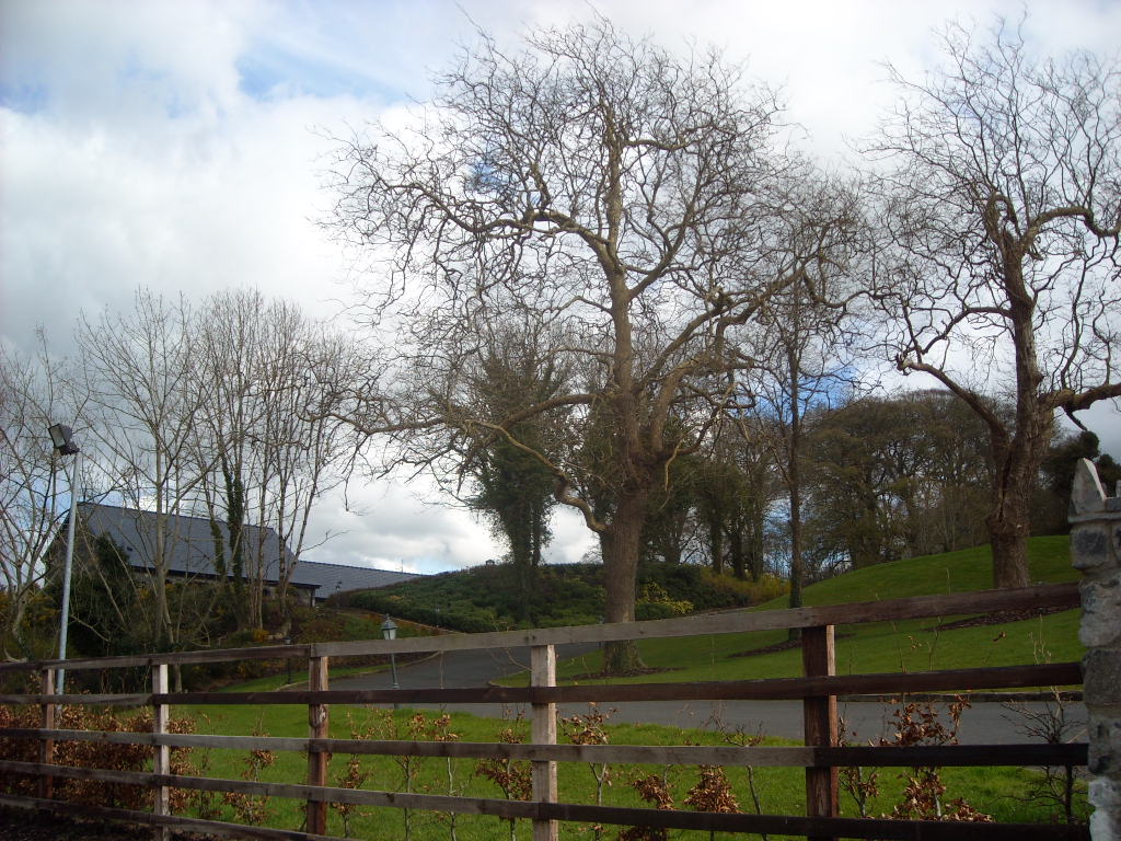 trees near a country road in the woods