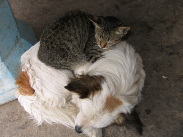 a dog and cat are lying together in the ground
