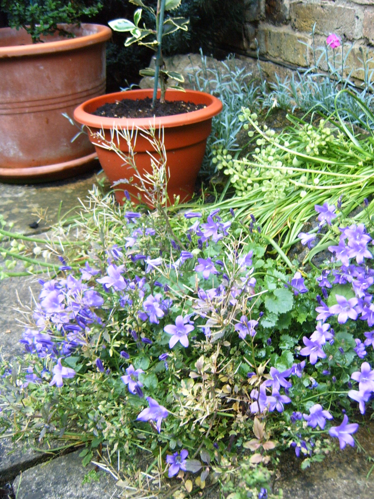 the purple flowers are in full bloom by the potted plant