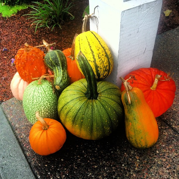gourds and pumpkins all arranged neatly outside a building