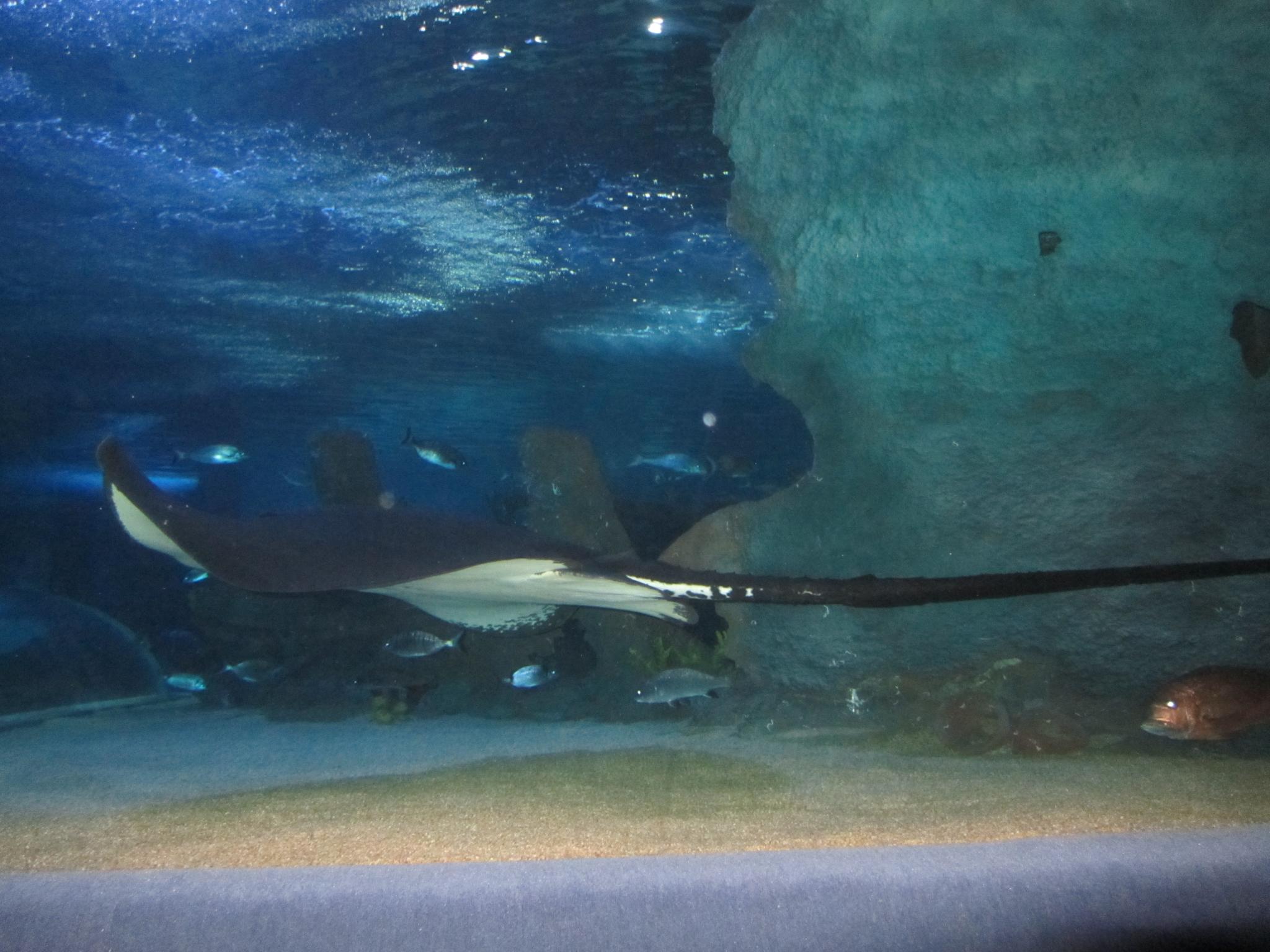 a large black and white animal in a tank