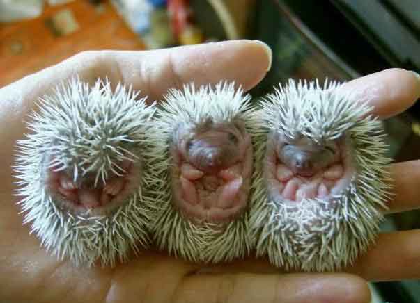 two hedgehog babies held in someone's hand