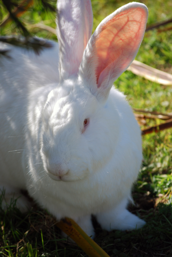 a white rabbit with long ears sitting on grass