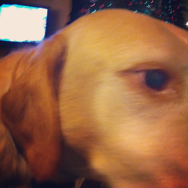 a blurry image of a dog looking up